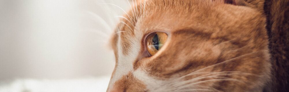 Katt som är snorig och täppt i nosen.