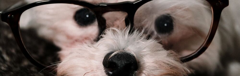 A Vet’s Advice: Eye Exams and Eye Care for Your Pets