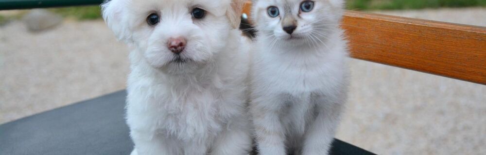 Pre-Existing Conditions: Helpful Tips You'll Appreciate About Pet Health Insurance