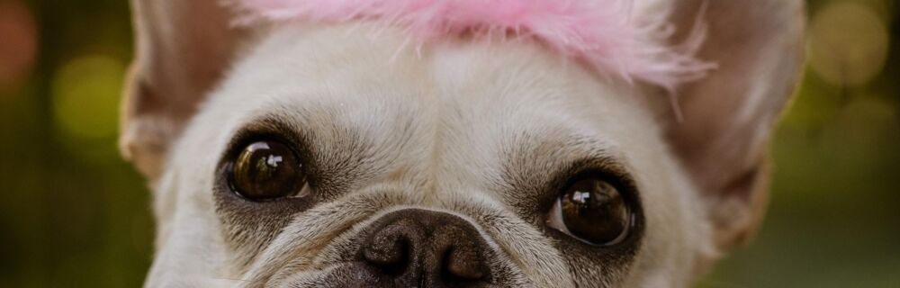 Allergi: Kløe og atopi hos hunde