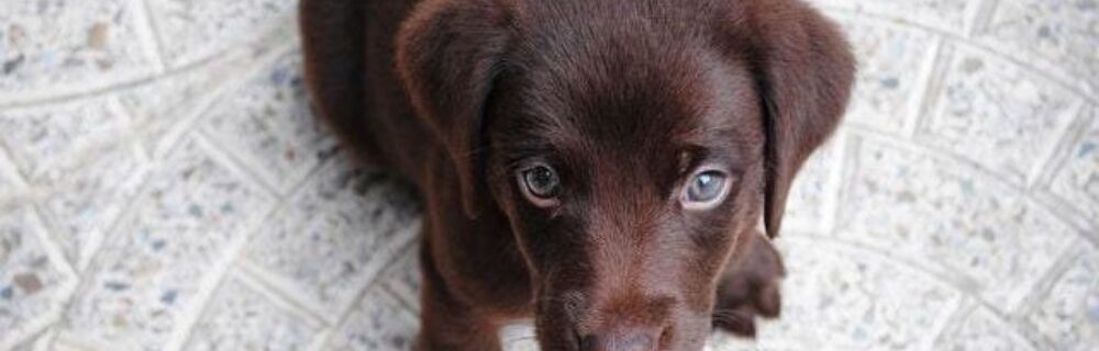 Papillomatose (vorter) hos hunde