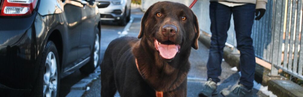 Hjælp! Mit kæledyr har spist noget forkert! - Fremmedlegemer hos hund og kat