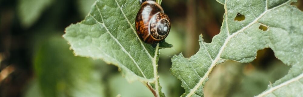 Forgiftning med sneglegift hos kæledyr