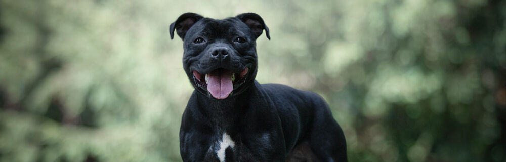Lär känna hundrasen – Staffordshire bullterrier