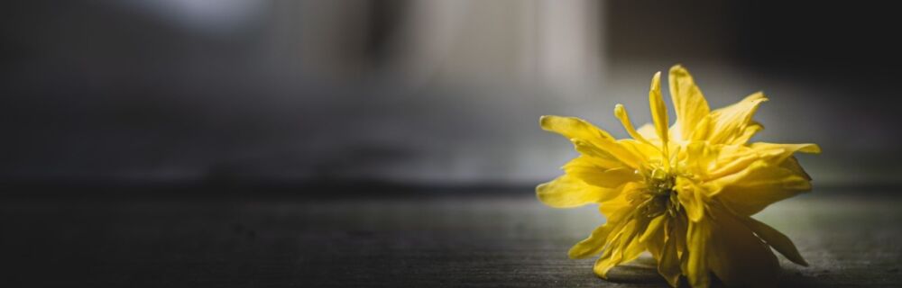 Pet bereavement advice: preparing to say goodbye and grieving for our beloved ones