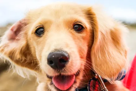 Article about Common Ear Problems in Dogs