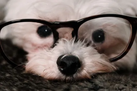 Article about A Vet’s Advice: Eye Exams and Eye Care for Your Pets