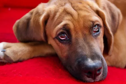 Warum hat mein Hund blutigen Durchfall?