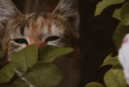 Article about Common Ear Problems in Cats