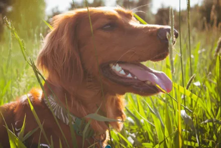 Så skyddar du hunden bäst mot fästingar