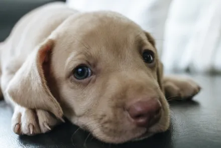 Article about Ditch the Itch:  Skin Allergies in Dogs