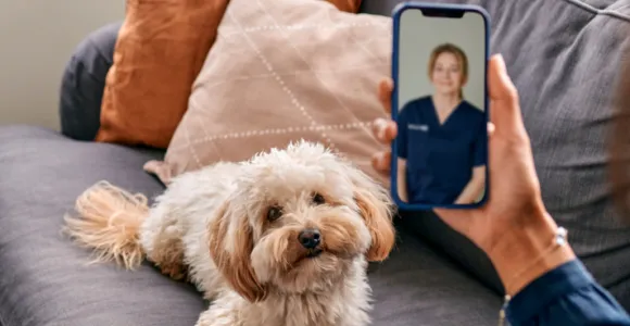 Raising happier, healthier pets