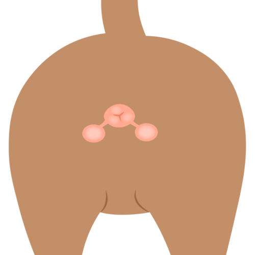 Analsäckar på hund